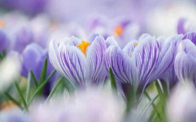 Qu’est-ce que l’Olfactothérapie ?