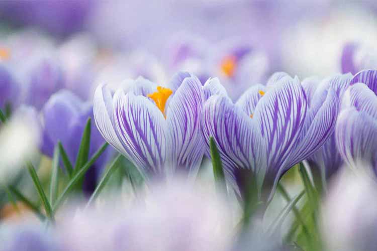 Qu’est-ce que l’Olfactothérapie ?